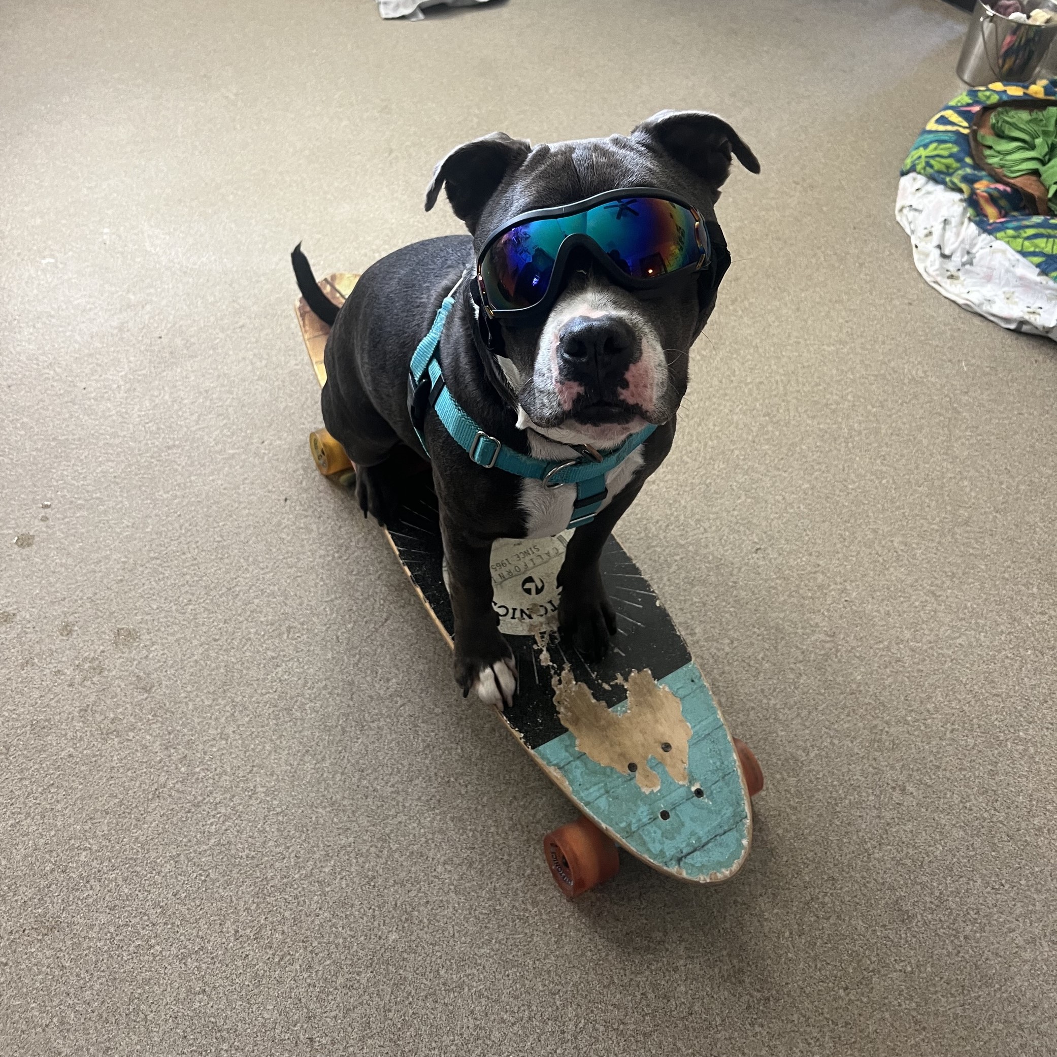 Neo, a Adoptable mixed breed in Manchester, CT image 3/6