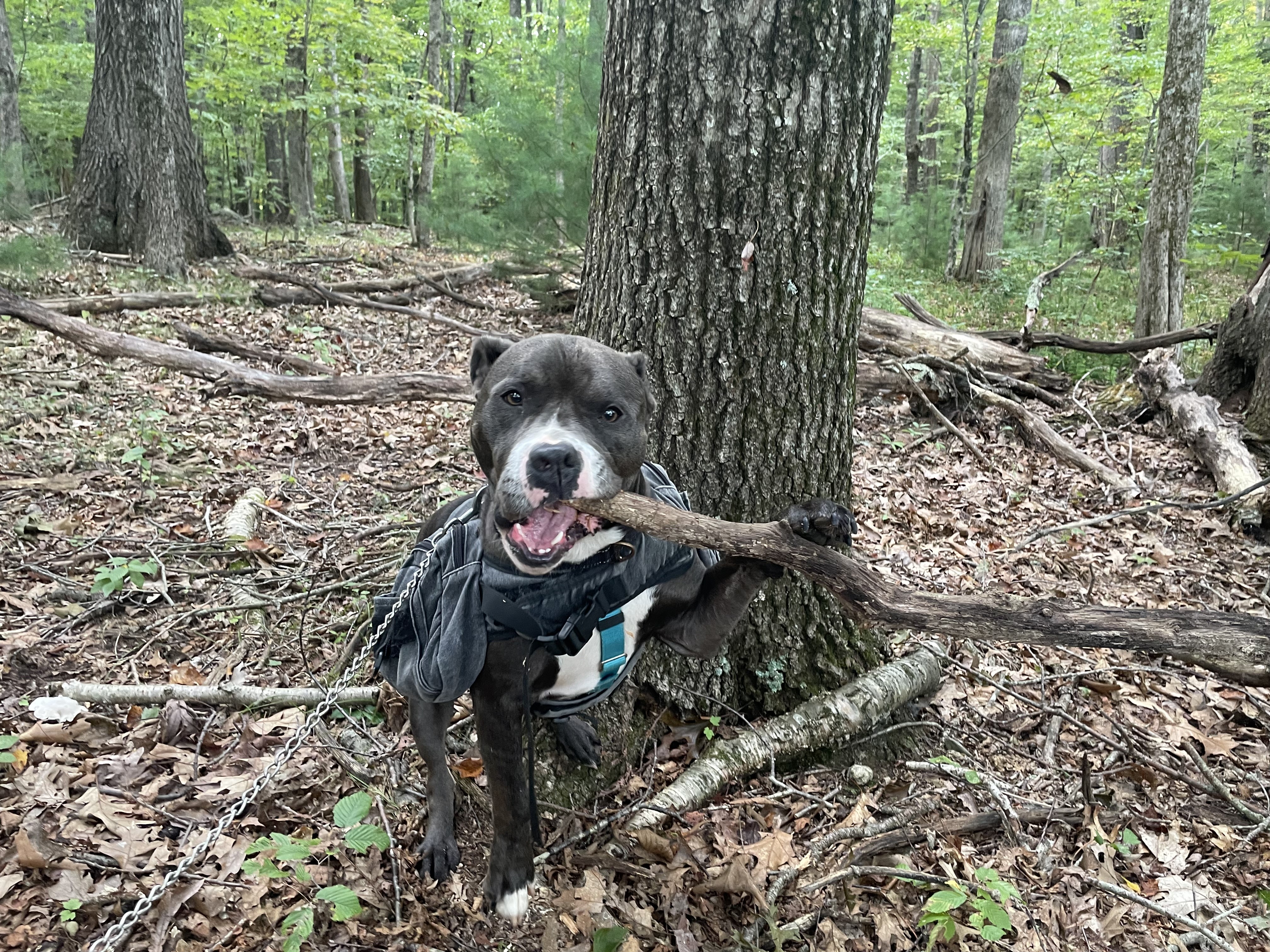 Neo, a Adoptable mixed breed in Manchester, CT image 5/6