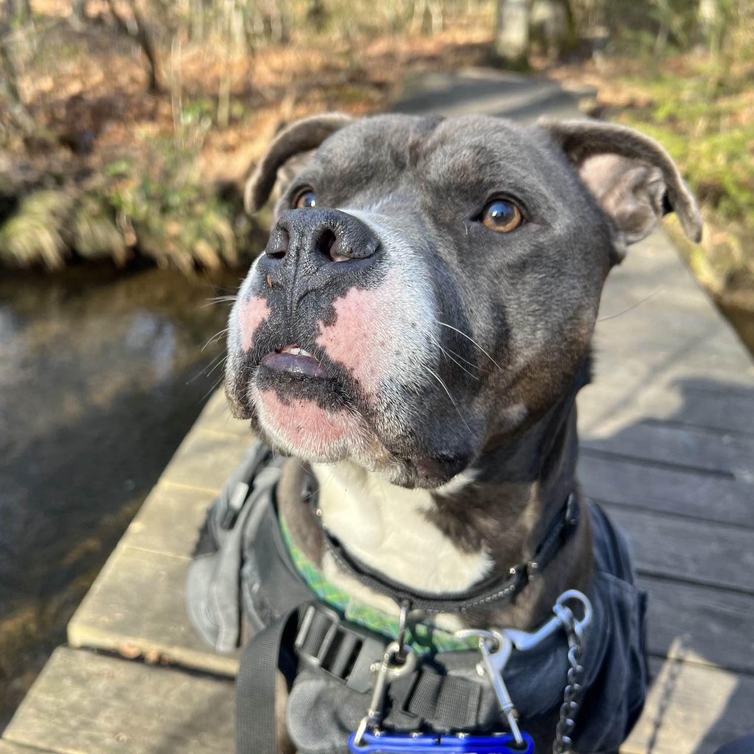Neo, a Adoptable mixed breed in Manchester, CT image 6/6