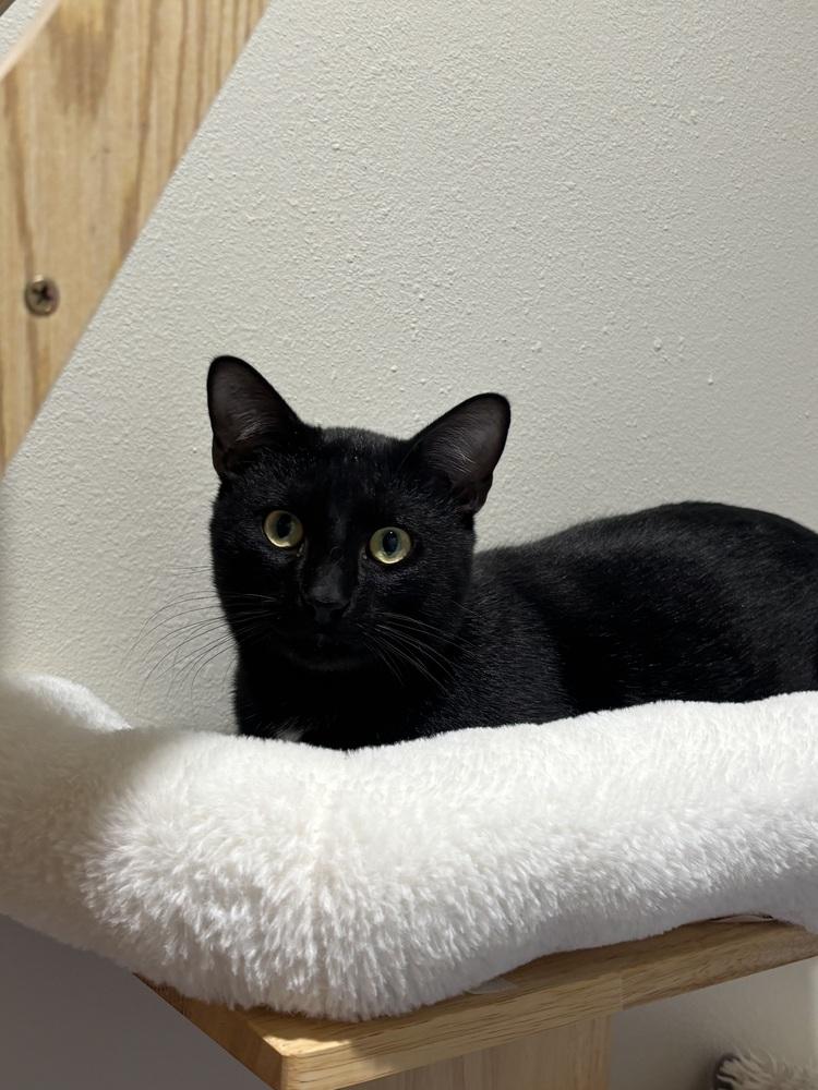 Ashford — thumbnail 2