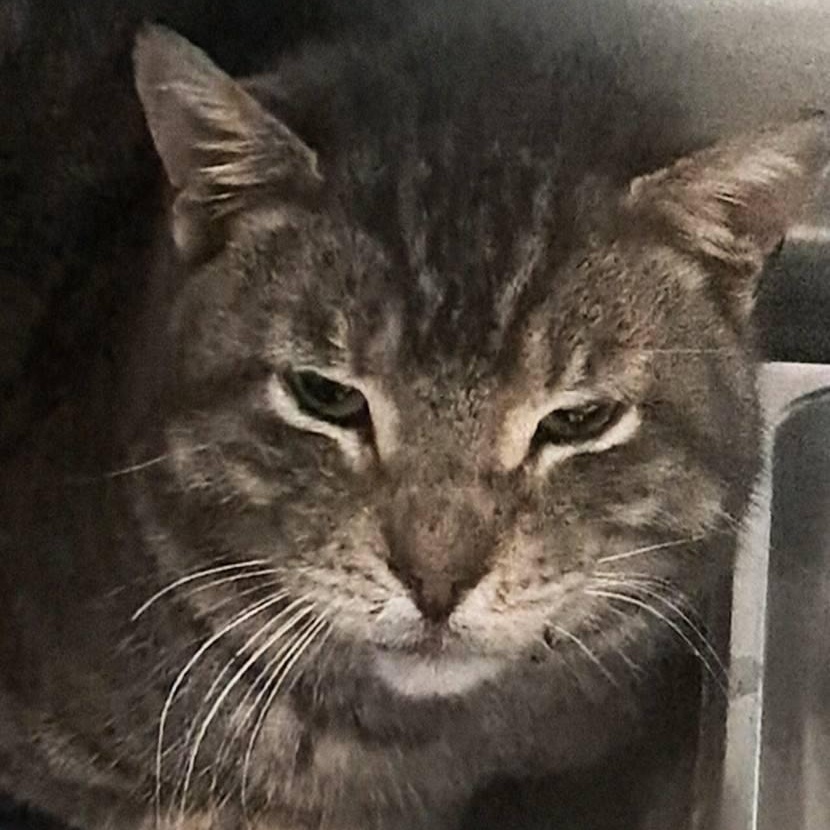 Heathcliff, an adopted Domestic Short Hair in Buffalo, NY image 4/4