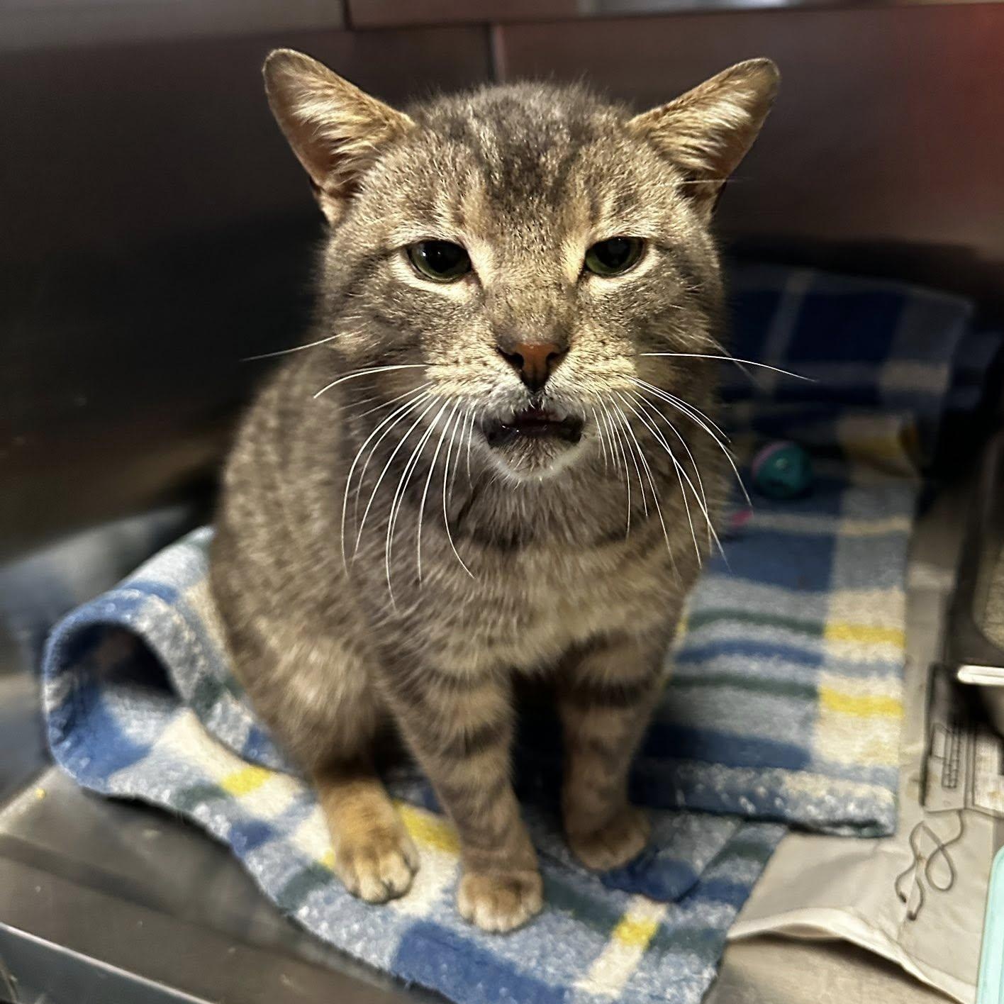 Heathcliff, an adopted Domestic Short Hair in Buffalo, NY image 3/4