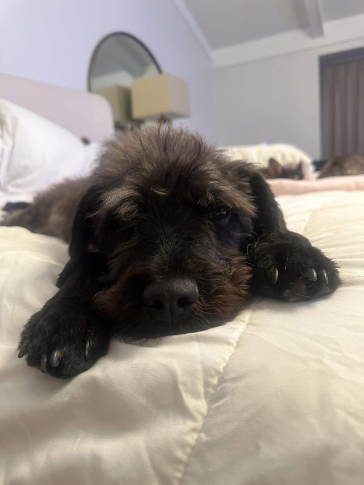 Enlarge Dolly, a Adopted Labradoodle in Willington, CT image 1/5