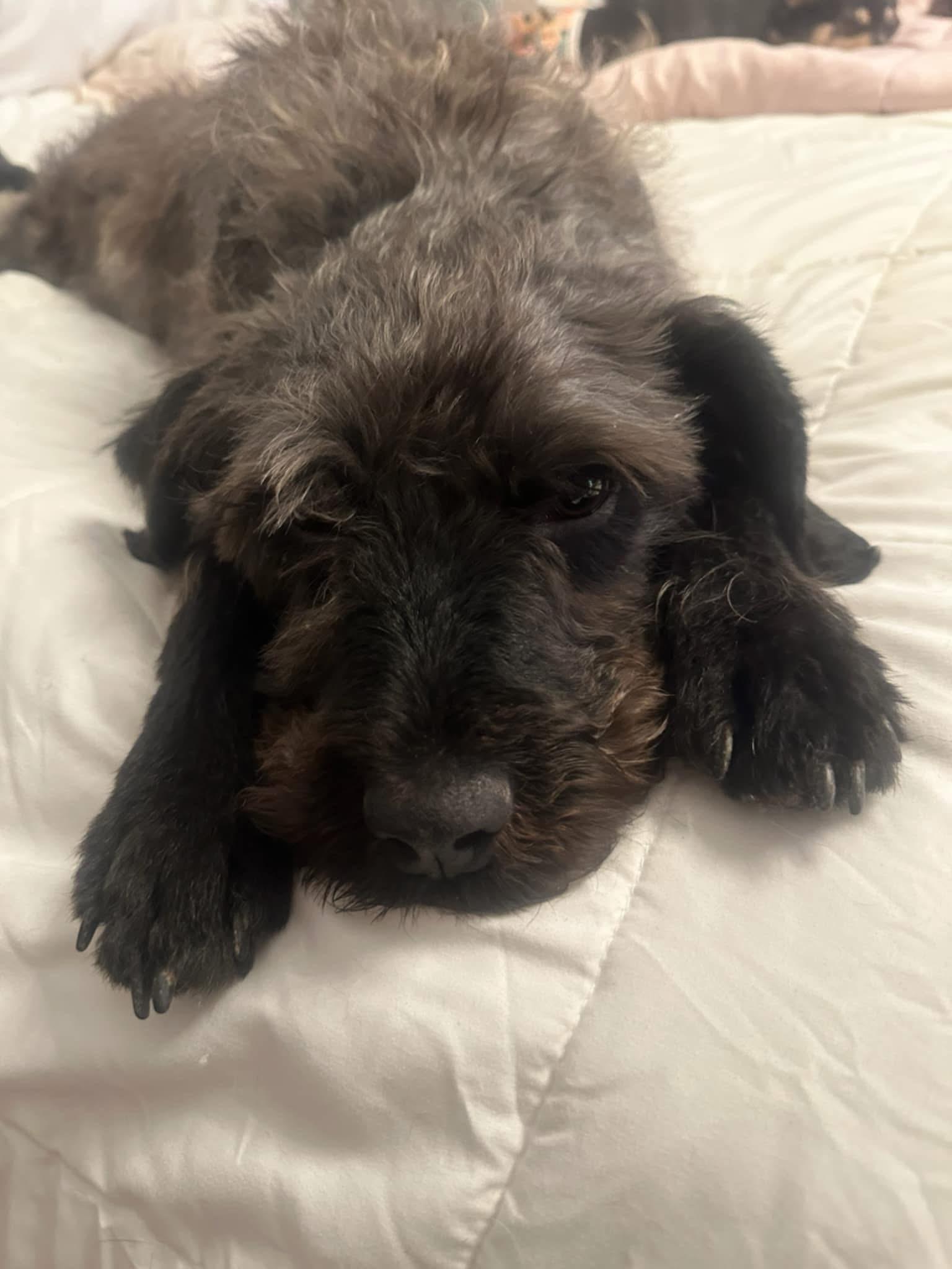 Enlarge Dolly, a Adopted Labradoodle in Willington, CT image 2/5