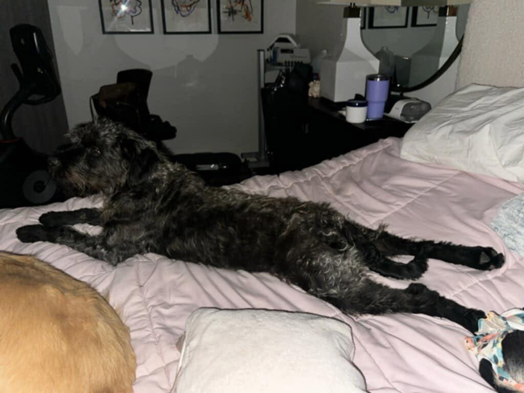 Enlarge Dolly, a Adopted Labradoodle in Willington, CT image 3/5