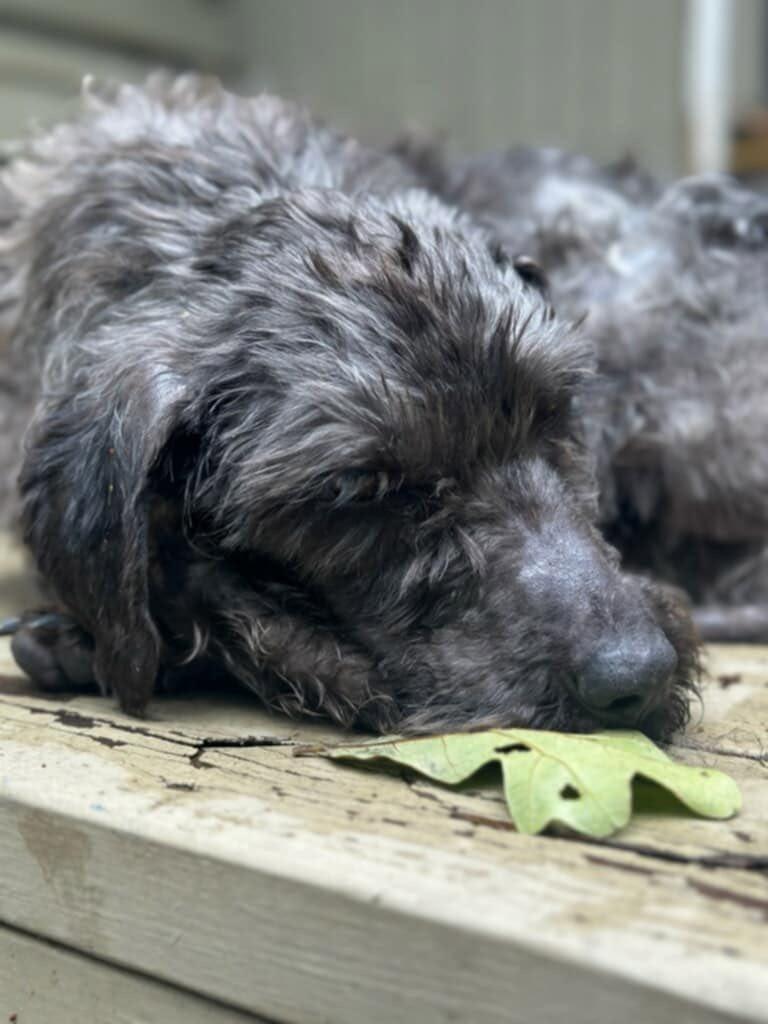 Enlarge Dolly, a Adopted Labradoodle in Willington, CT image 4/5