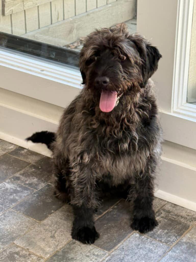 Enlarge Dolly, a Adopted Labradoodle in Willington, CT image 5/5