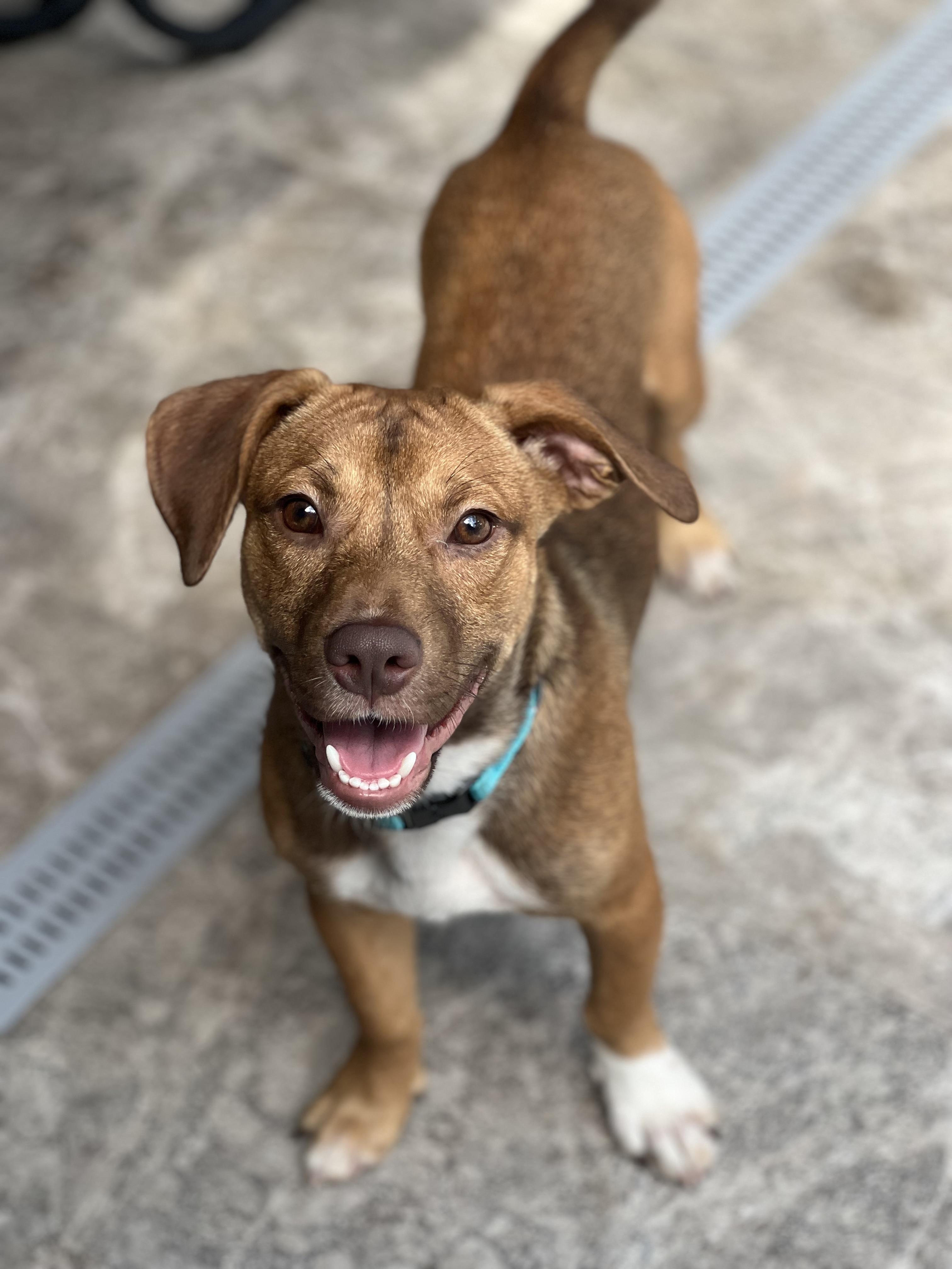 Enlarge Lennon, a Adopted mixed breed in Thonotosassa, FL image 2/6