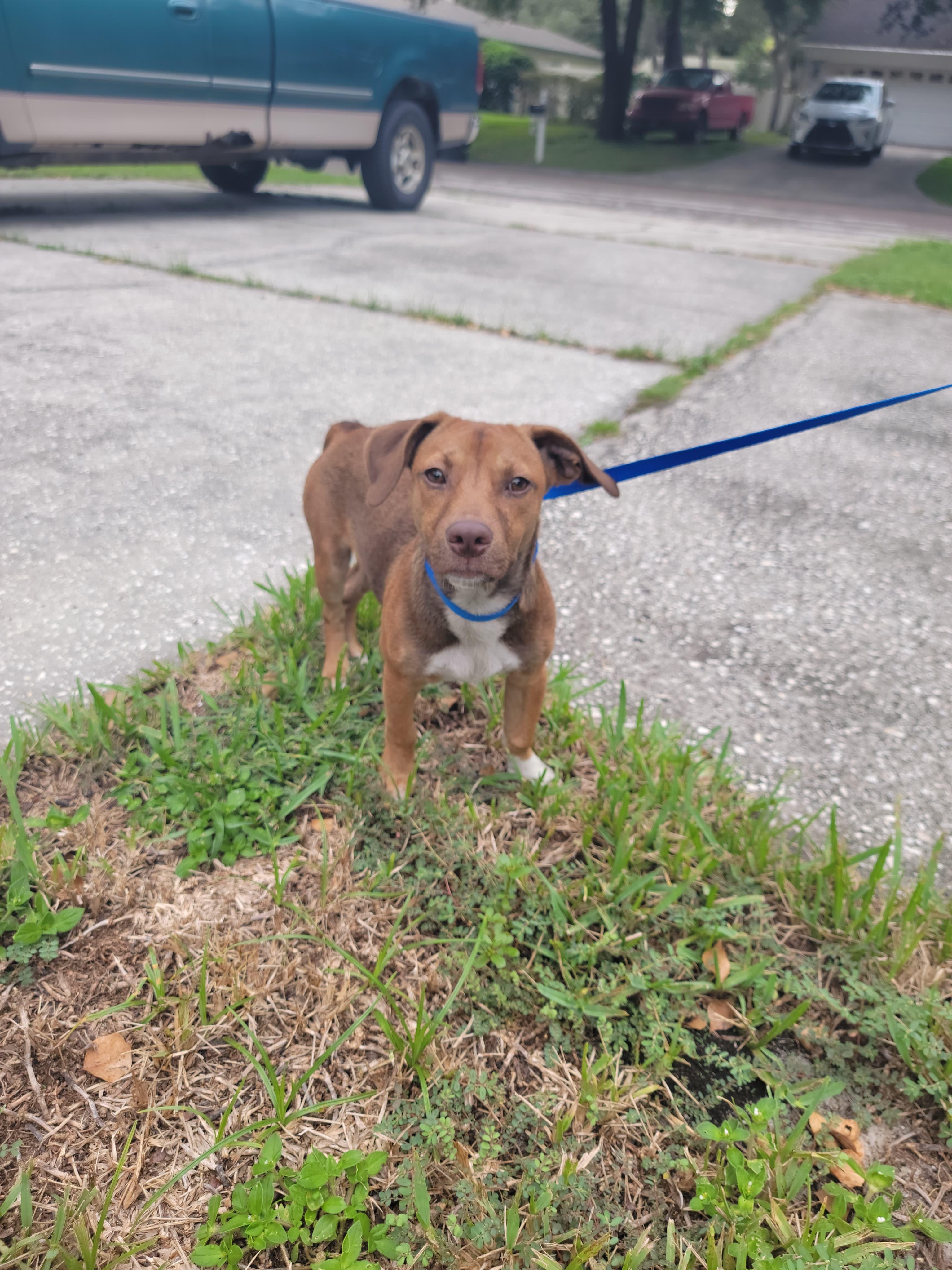 Enlarge Lennon, a Adopted mixed breed in Thonotosassa, FL image 6/6