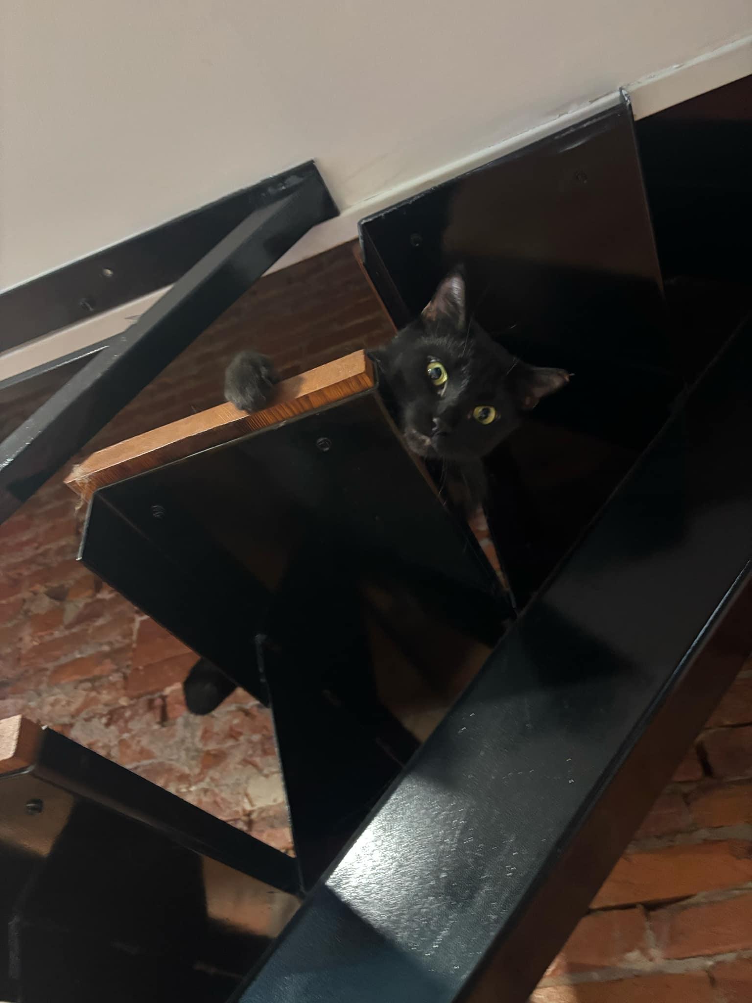 Noir
