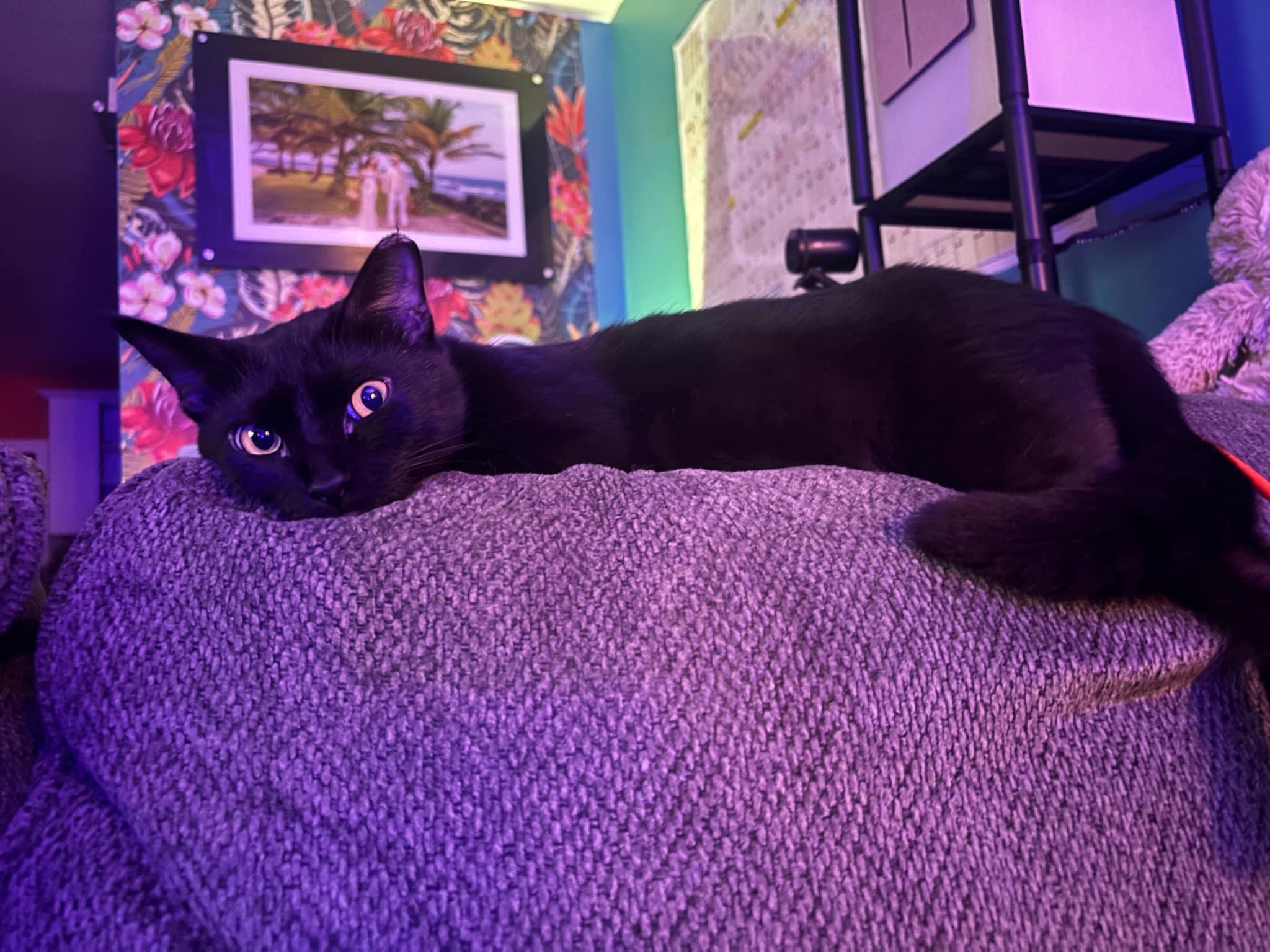 Noir