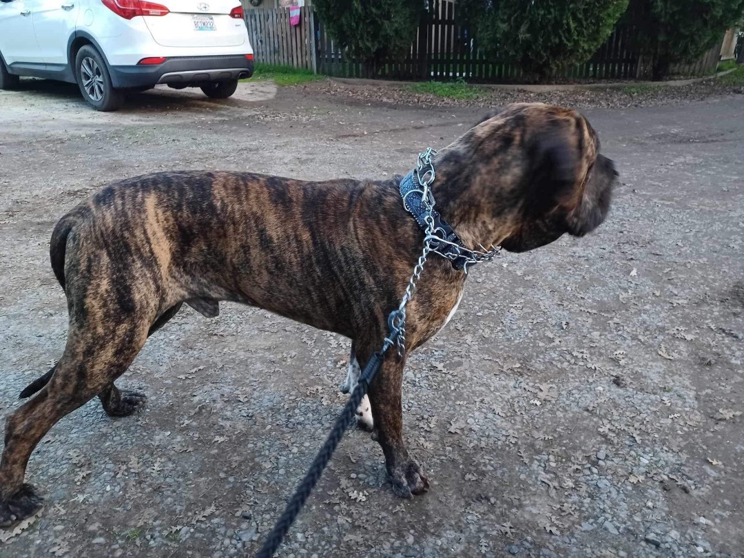 Hank, Adopted, Adult Male Mastiff.
