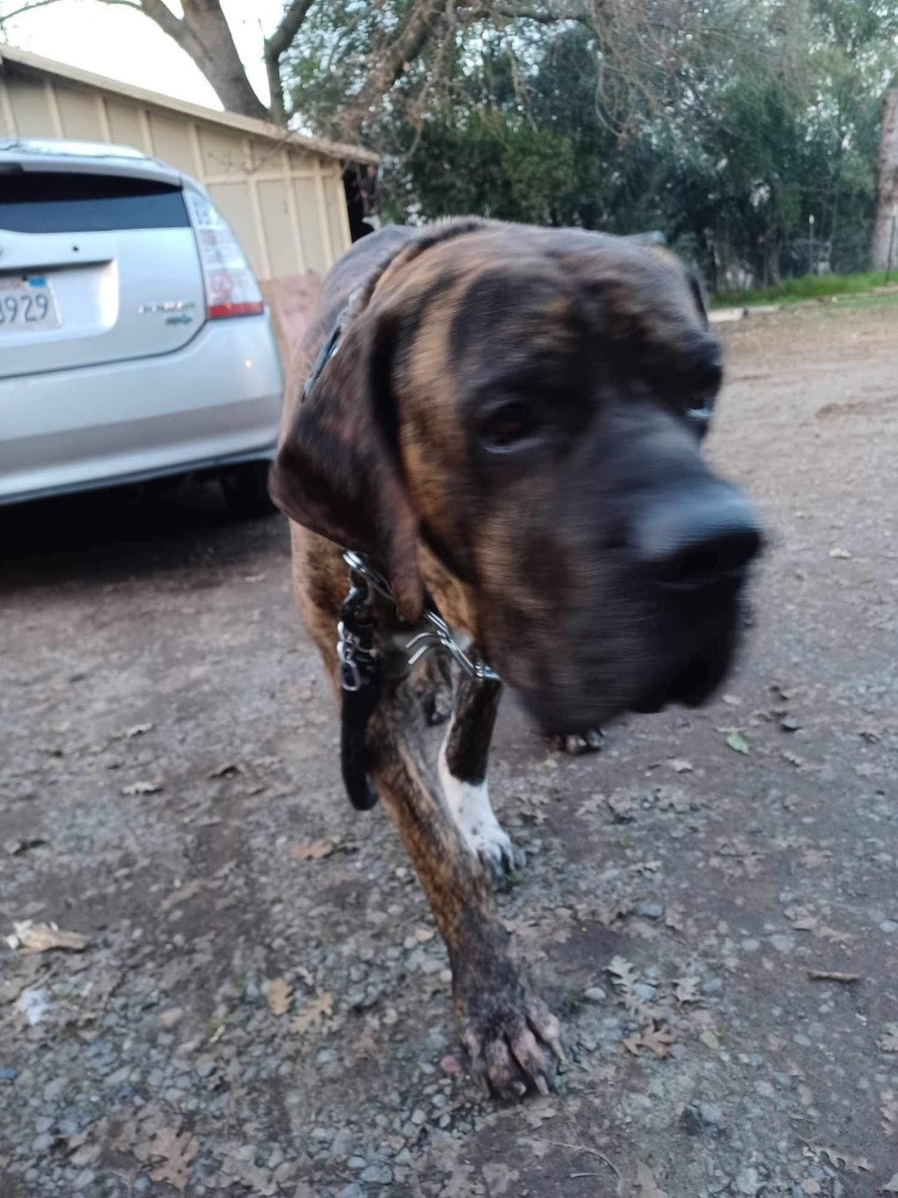 Hank, Adopted, Adult Male Mastiff.