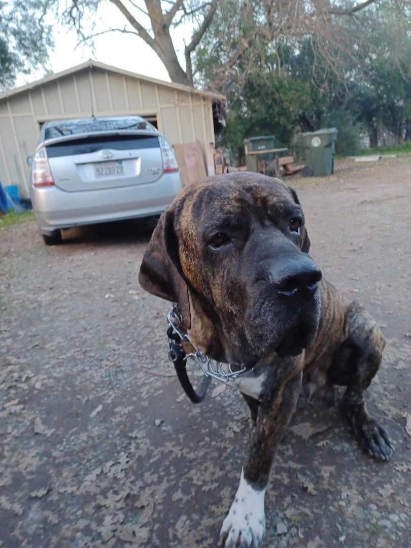 Hank, a Adopted Mastiff in San Francisco, CA image 3/3
