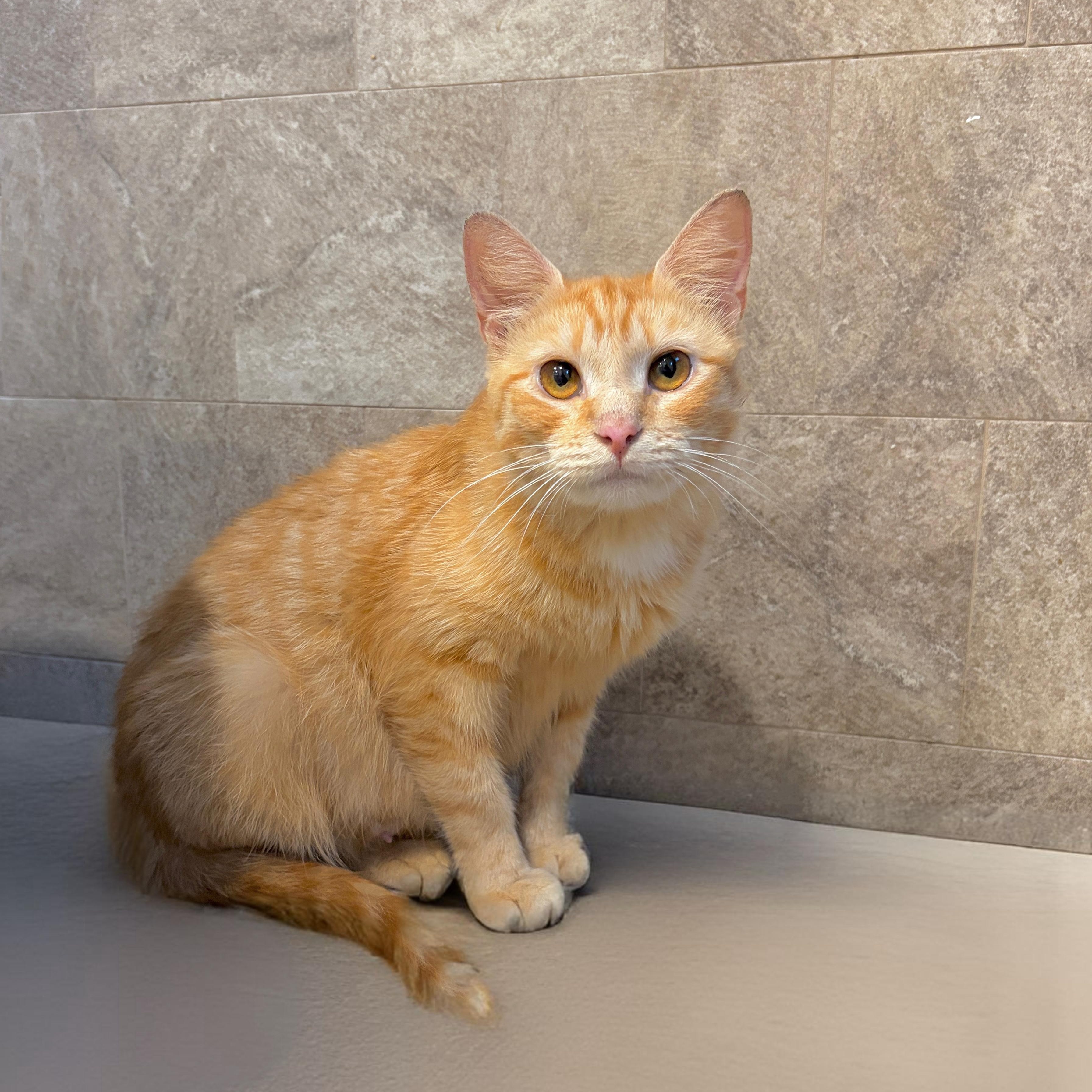 Enlarge Marmalade, a ADOPTABLE Domestic Short Hair in Moriches, NY image 1/1
