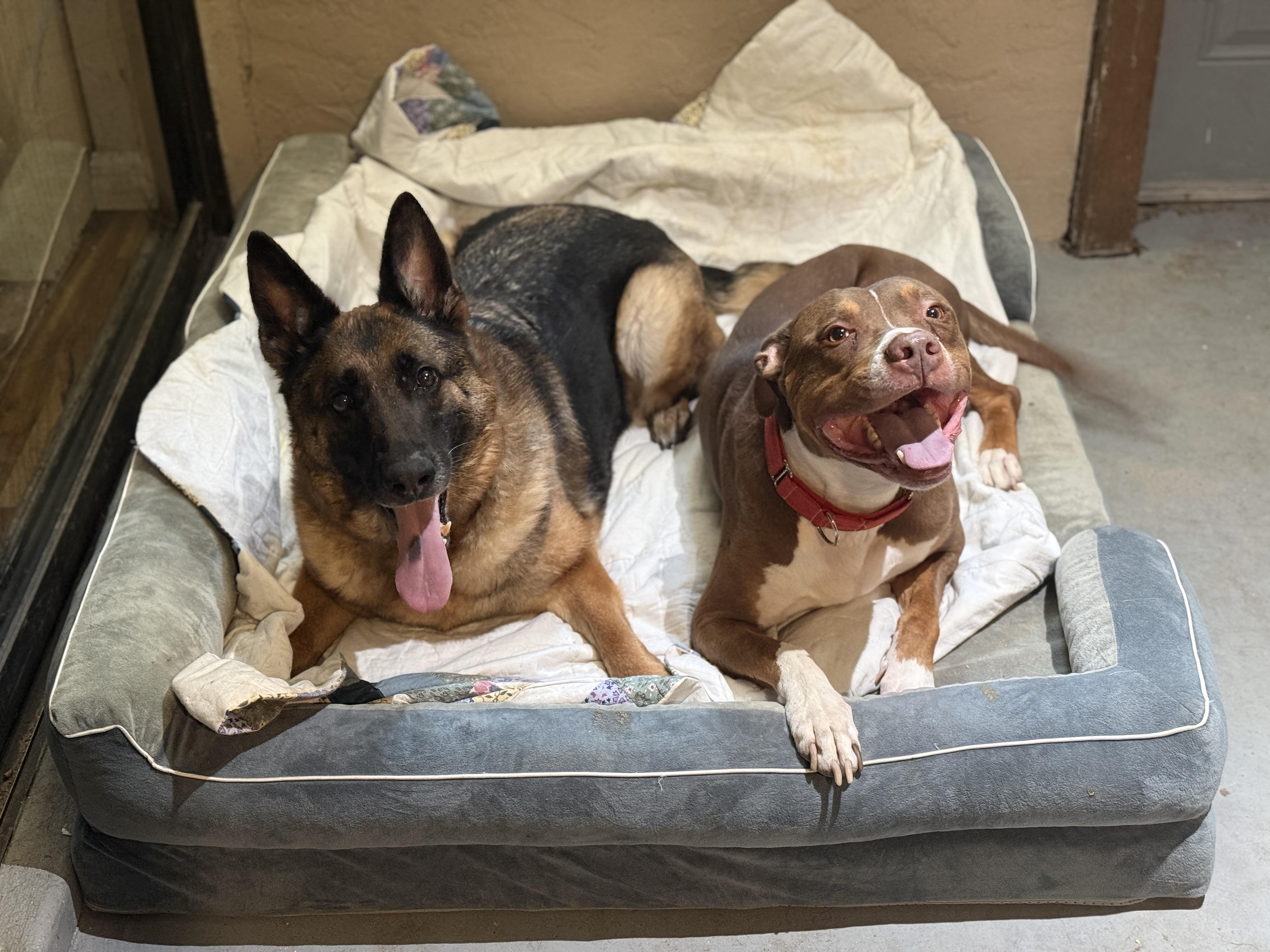 Enlarge JJ, a Adoptable mixed breed in Deltona, FL image 6/6