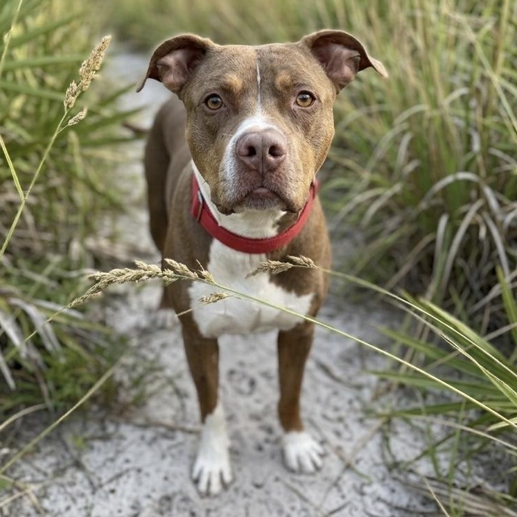 Enlarge JJ, a Adoptable mixed breed in Deltona, FL image 4/6