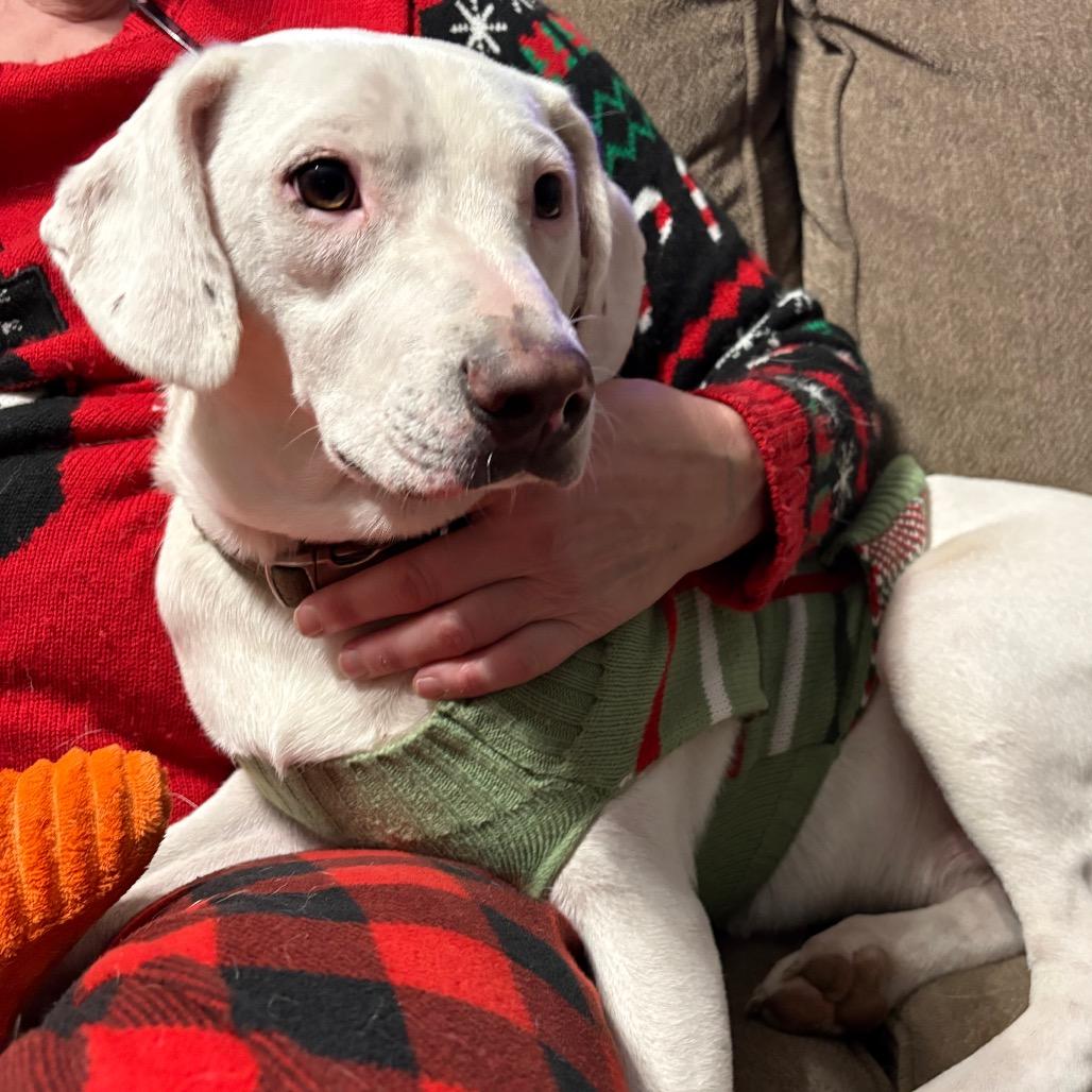 Bucky, Adoptable, Young Male Hound & Mixed Breed.