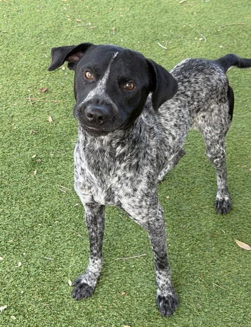 HANK, Adoptable, Young Male Pointer & Mixed Breed.