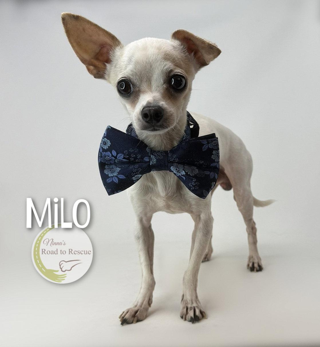 Milo, Adoptable, Adult Male Chihuahua.