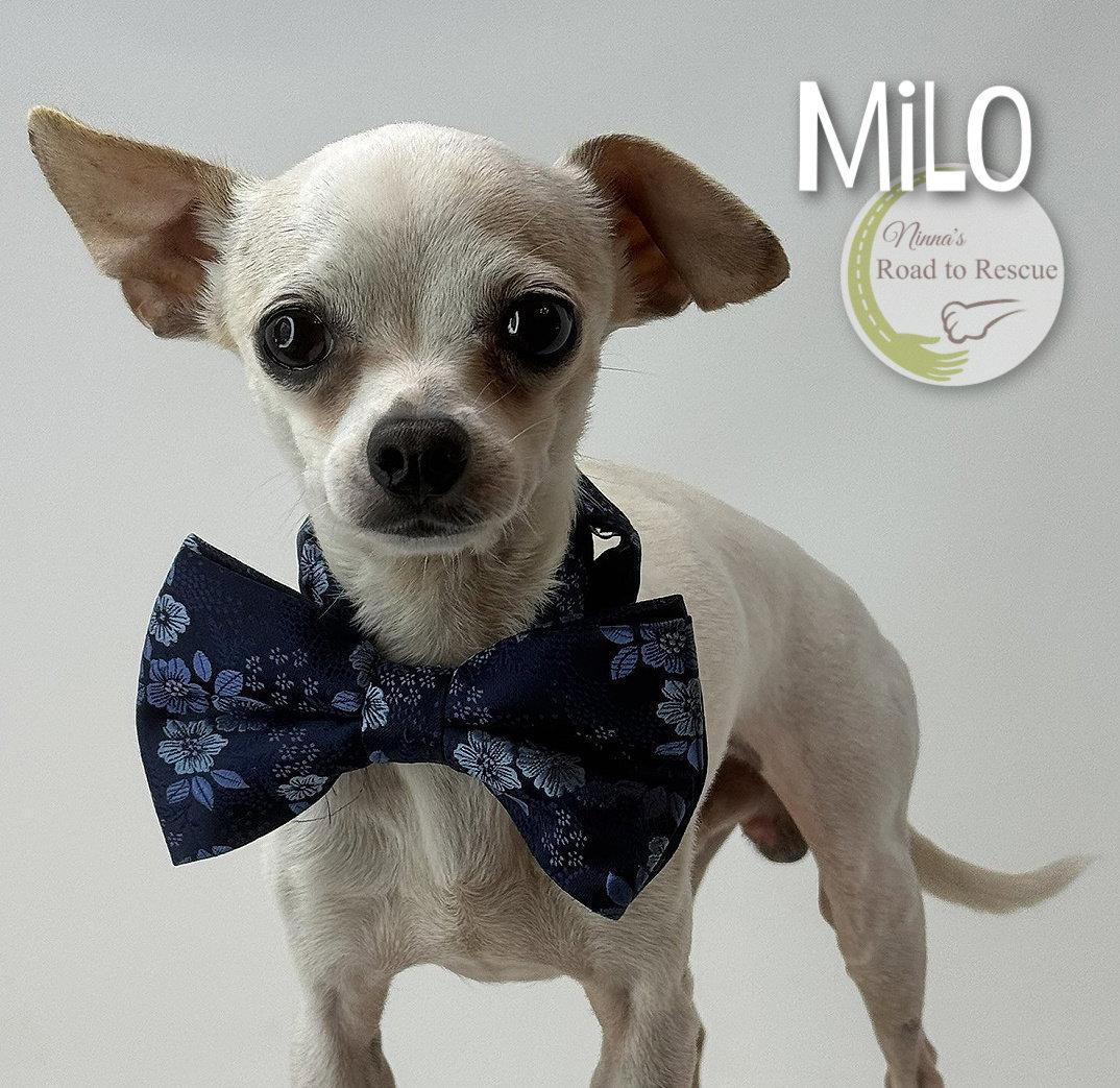 Enlarge Milo, a Adoptable Chihuahua in Benton, LA image 2/3