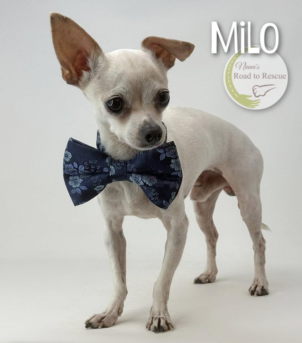 Enlarge Milo, a Adoptable Chihuahua in Benton, LA image 3/3