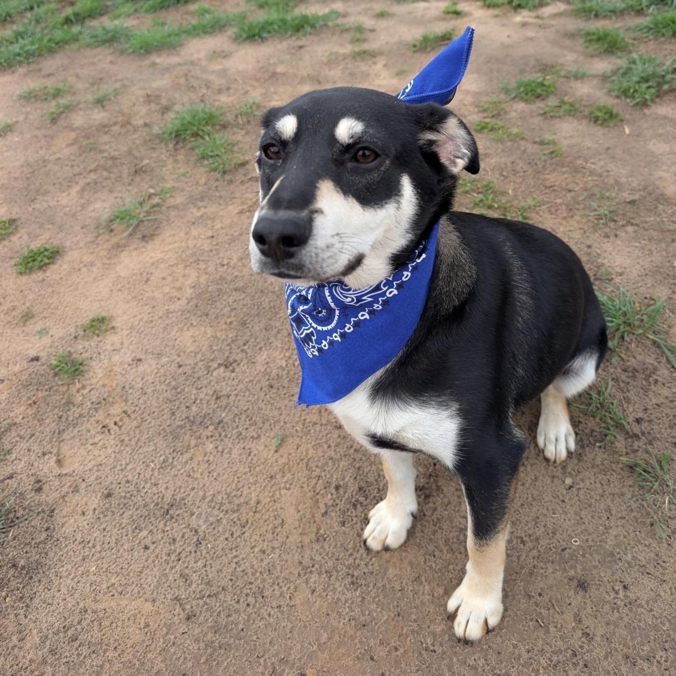Wallie, an adopted mixed breed in Germantown, WI image 3/5
