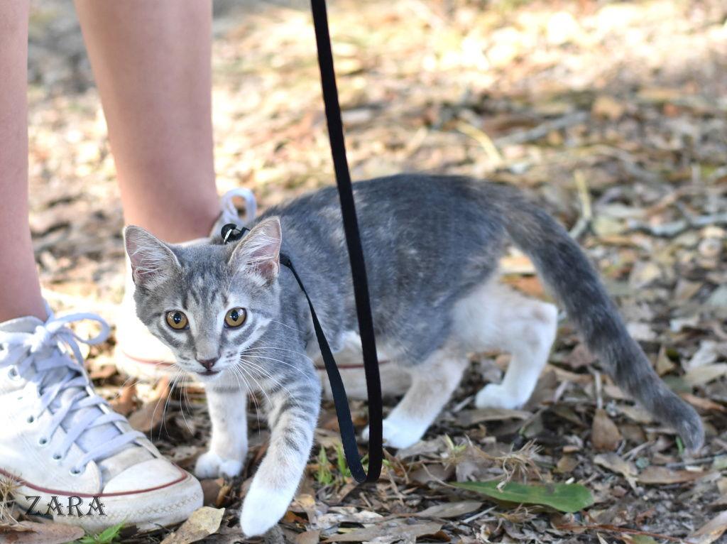Enlarge Zara, a Adopted Domestic Medium Hair in Montgomery, TX image 1/3
