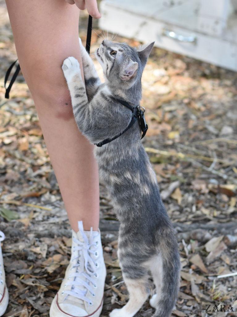 Enlarge Zara, a Adopted Domestic Medium Hair in Montgomery, TX image 2/3