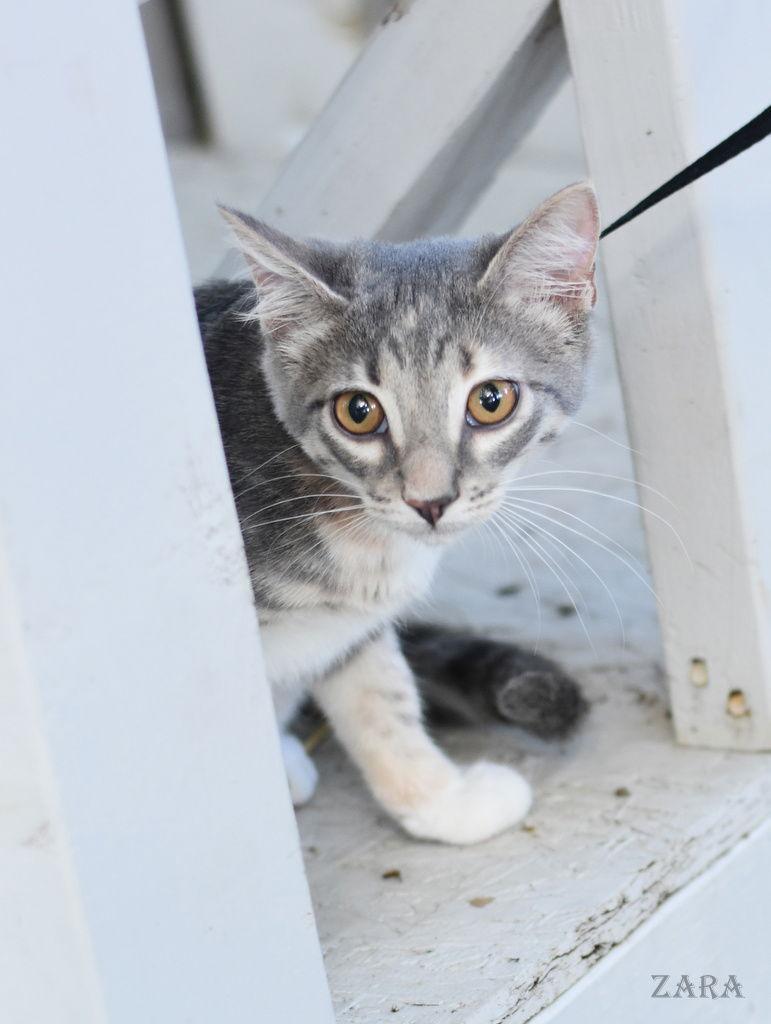 Enlarge Zara, a Adopted Domestic Medium Hair in Montgomery, TX image 3/3