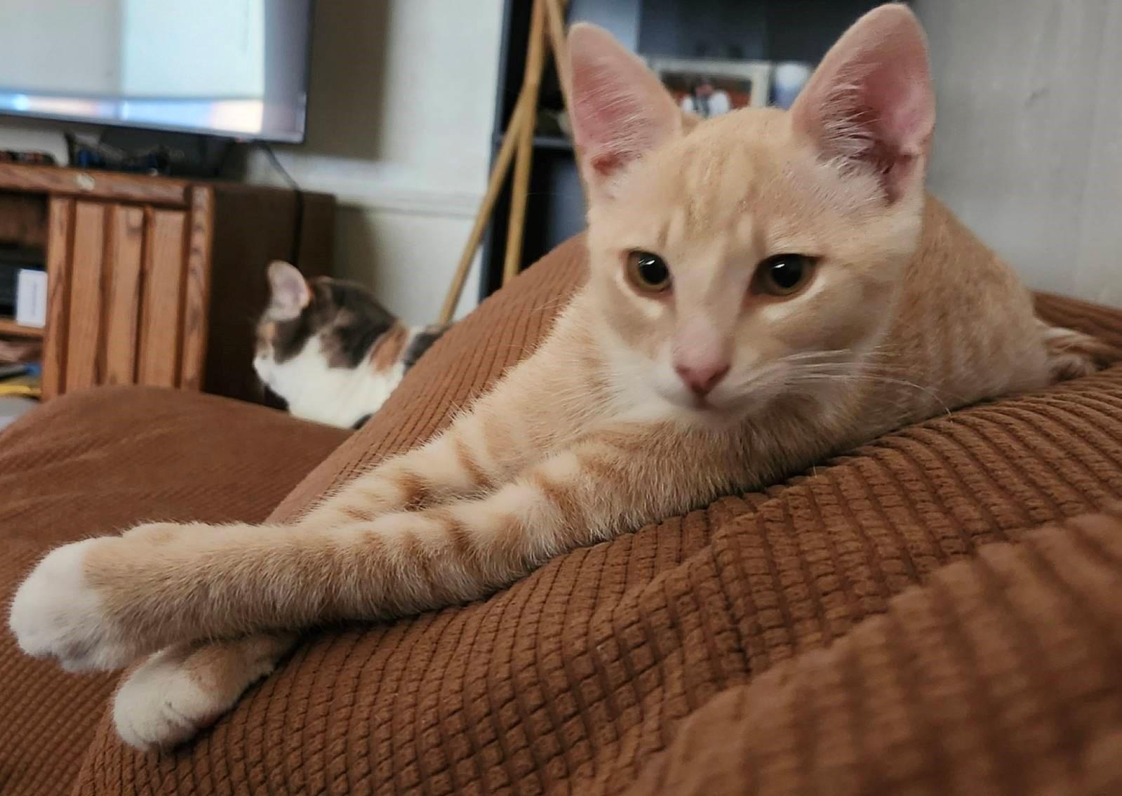 Honey Bee, a Adoptable Domestic Short Hair in Mission Hills, CA image 4/6