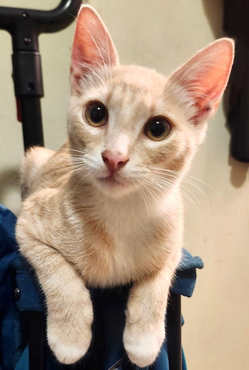 Honey Bee, a Adoptable Domestic Short Hair in Mission Hills, CA image 2/6