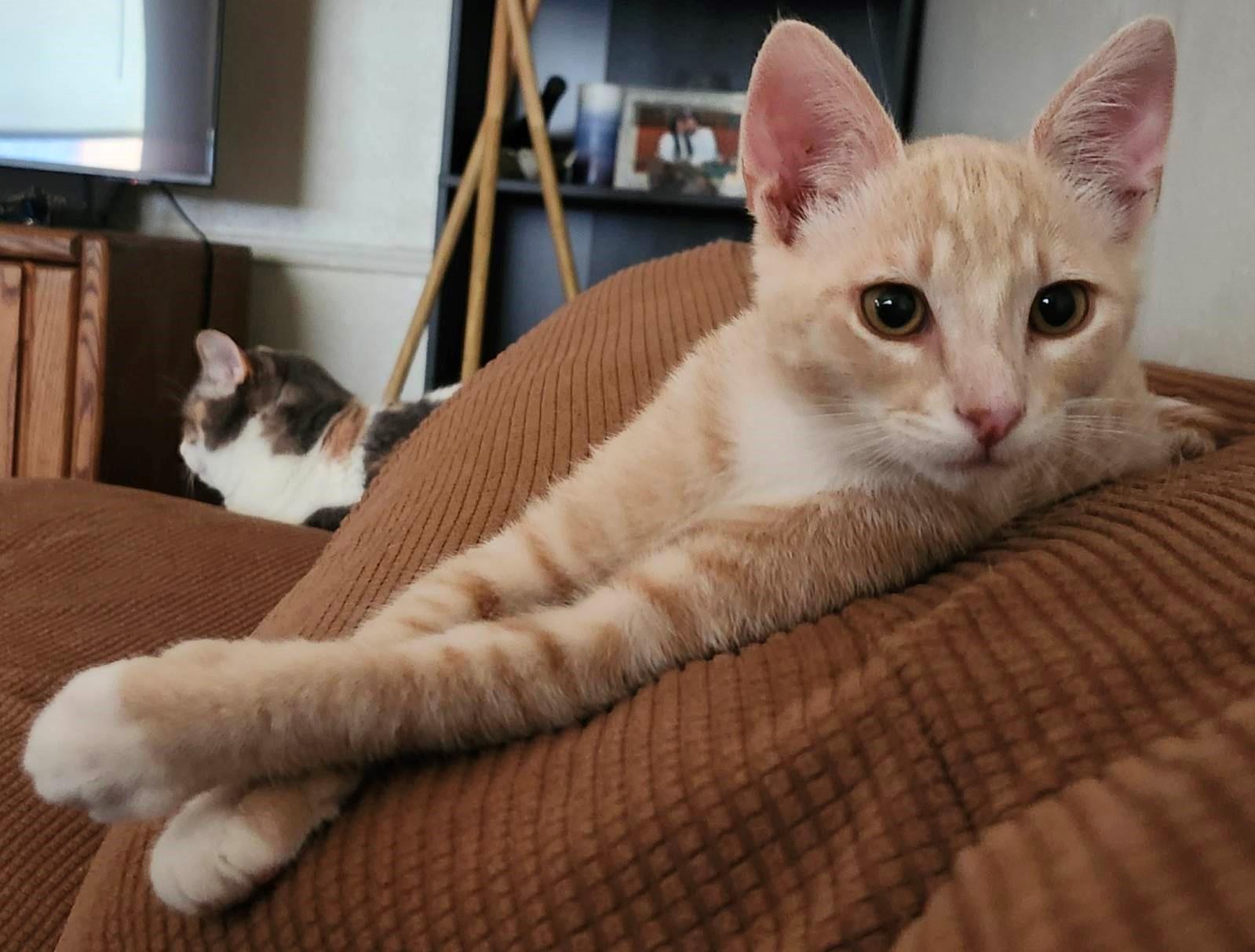 Honey Bee, a Adoptable Domestic Short Hair in Mission Hills, CA image 6/6