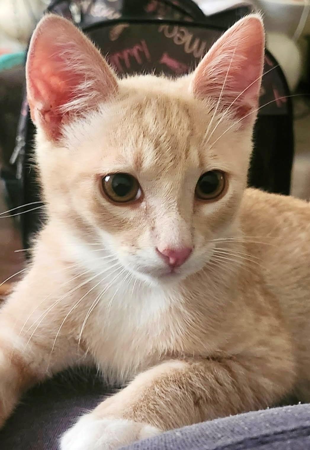 Honey Bee, Adoptable, Kitten Male Domestic Short Hair.