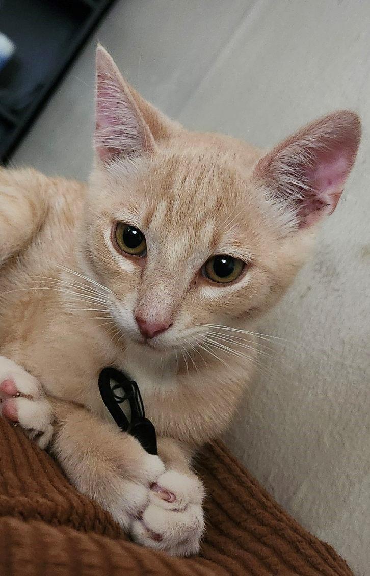 Honey Bee, a Adoptable Domestic Short Hair in Mission Hills, CA image 3/6