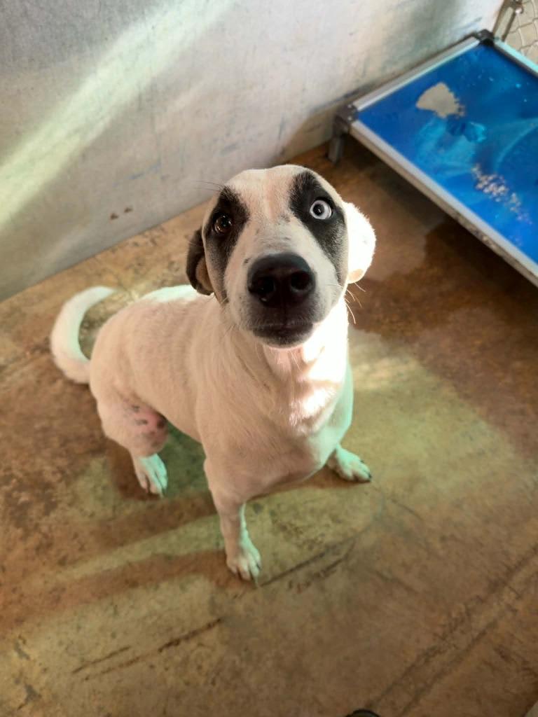 Daisy, Adoptable, Adult Female Anatolian Shepherd.