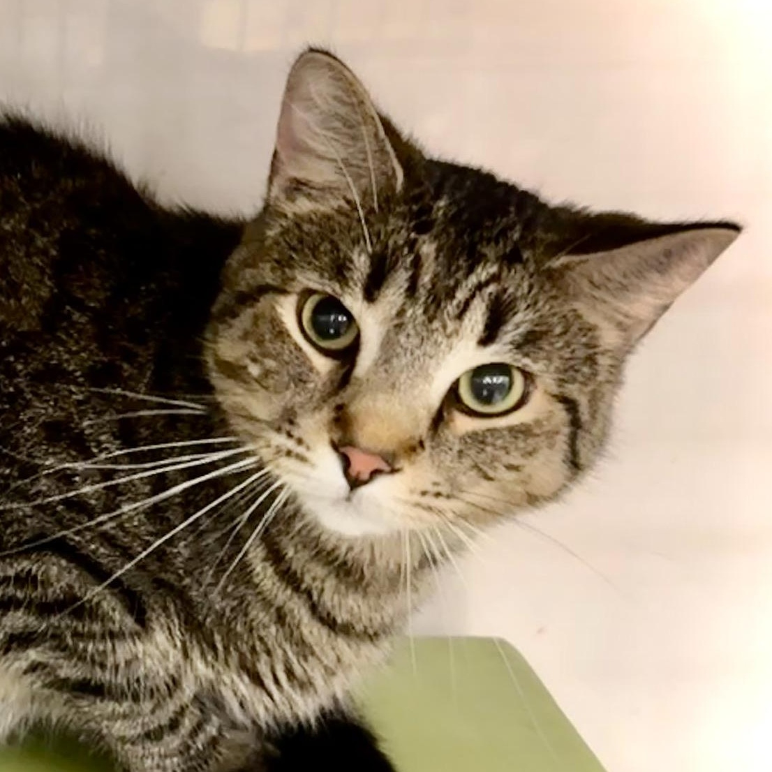 Will Petsmart Groom Cats for Free First Time: What to Expect