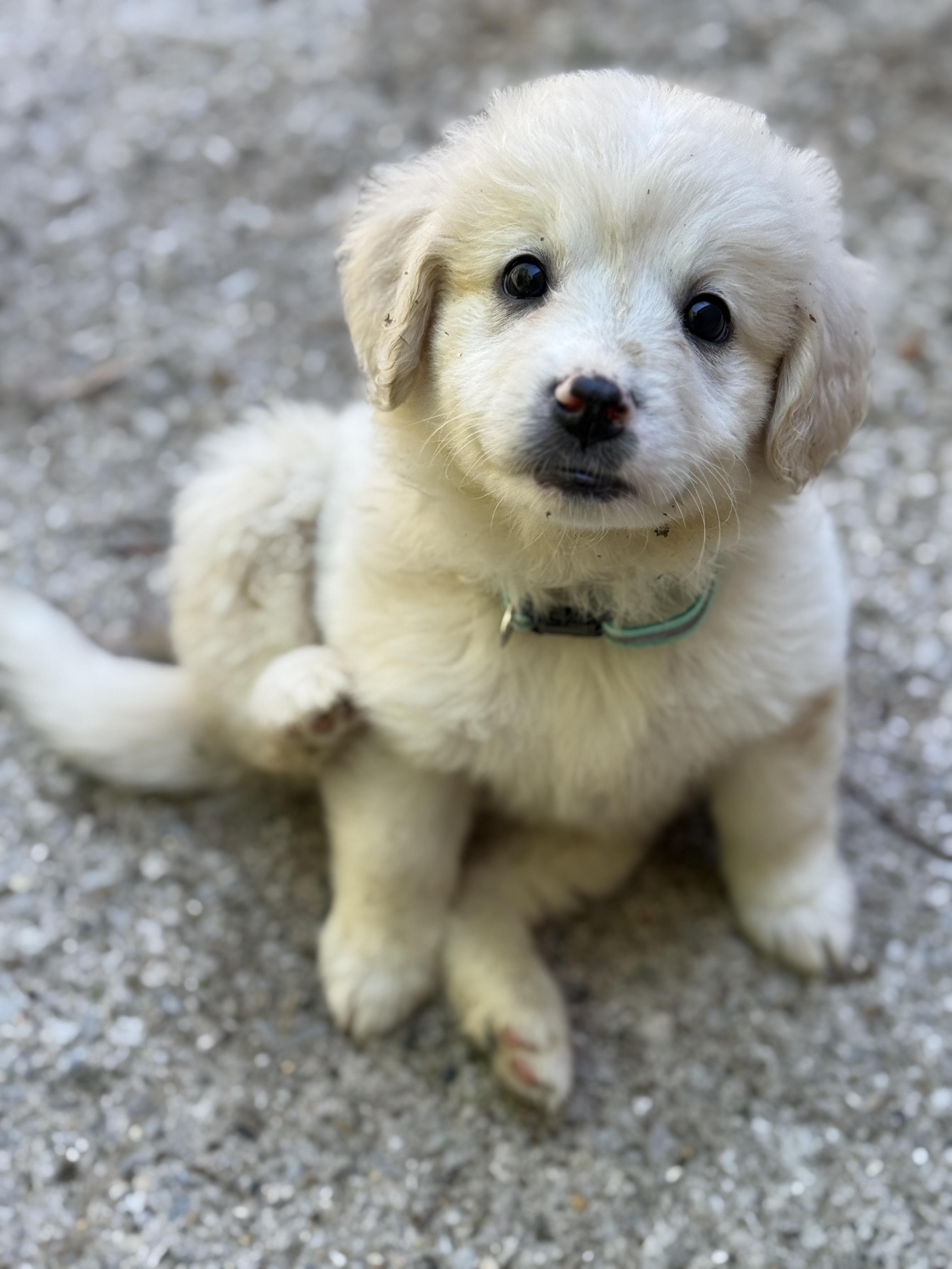 Enlarge Iris, a ADOPTABLE mixed breed in Jeffersonville, IN image 1/1