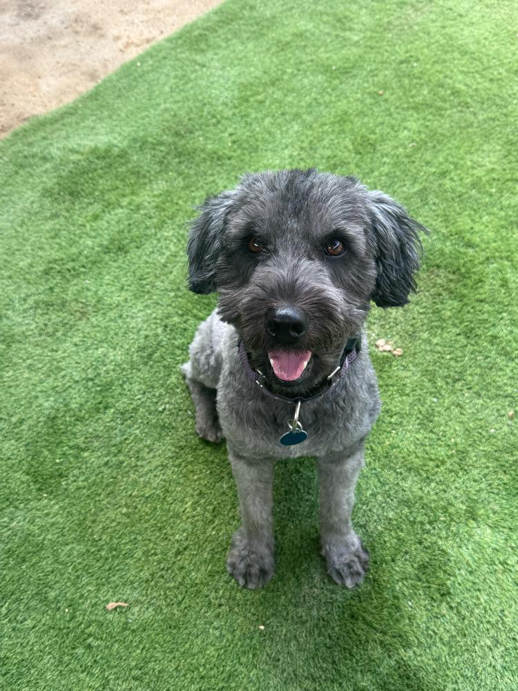 Bruno, Adoptable, Adult Male Schnauzer.