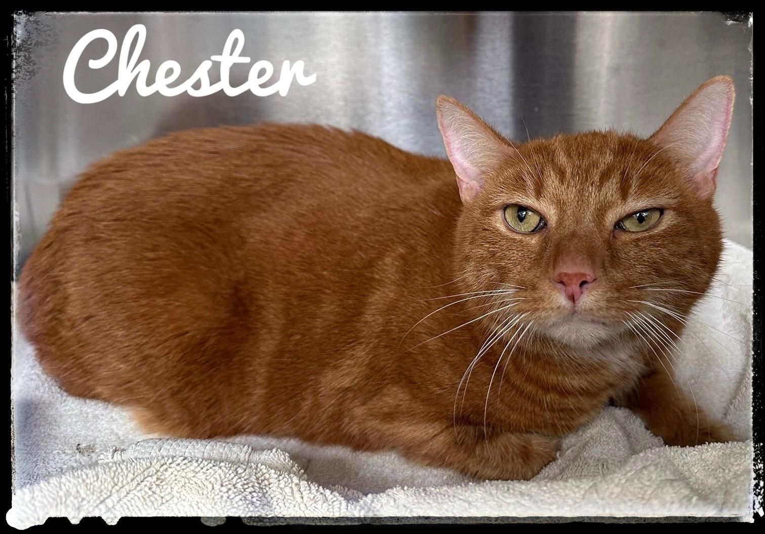 Chester, Adoptable, Adult Male Domestic Short Hair.