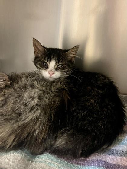 Hulu, adopted, Young Male Domestic Long Hair.