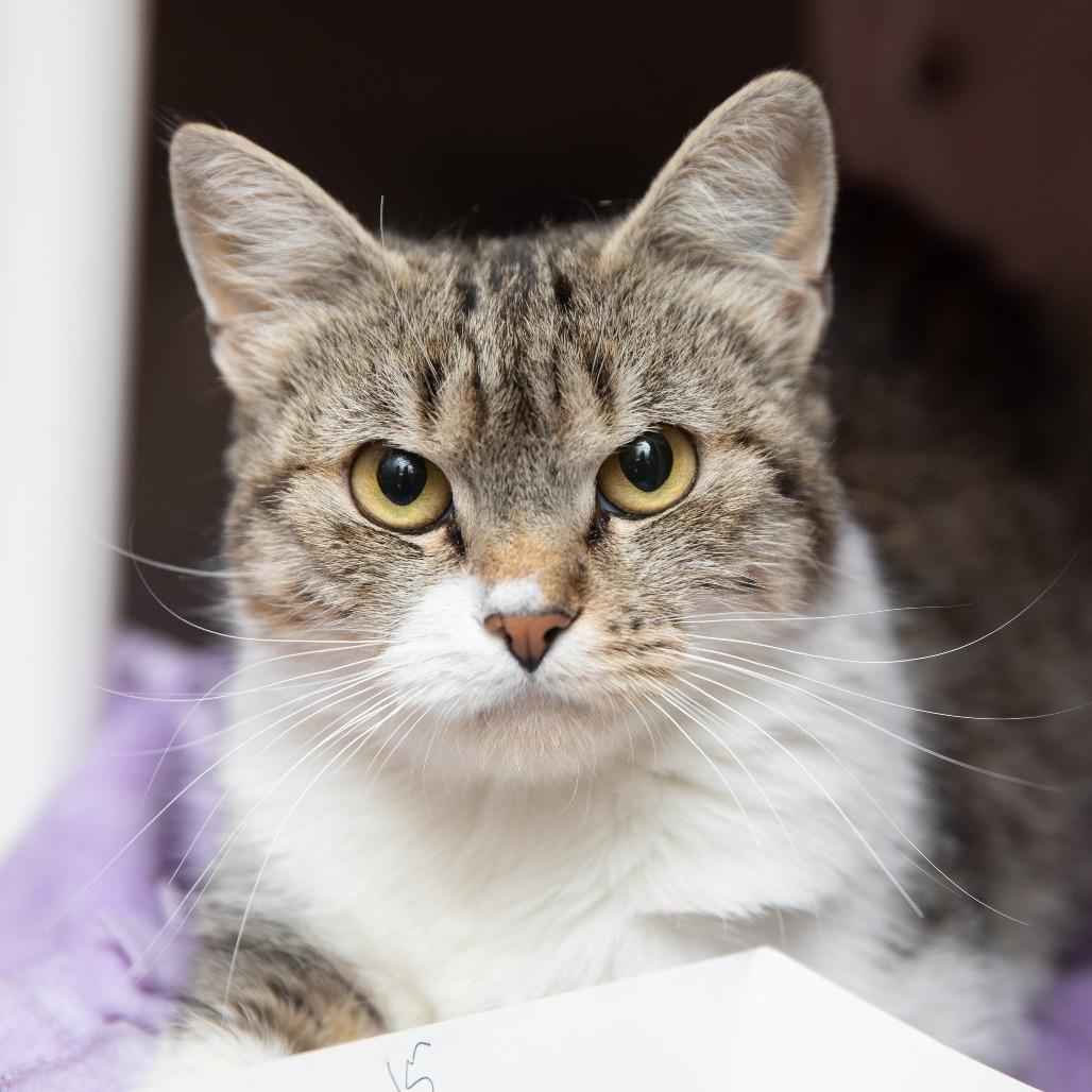 Anya, Adoptable, Adult Female Domestic Short Hair.
