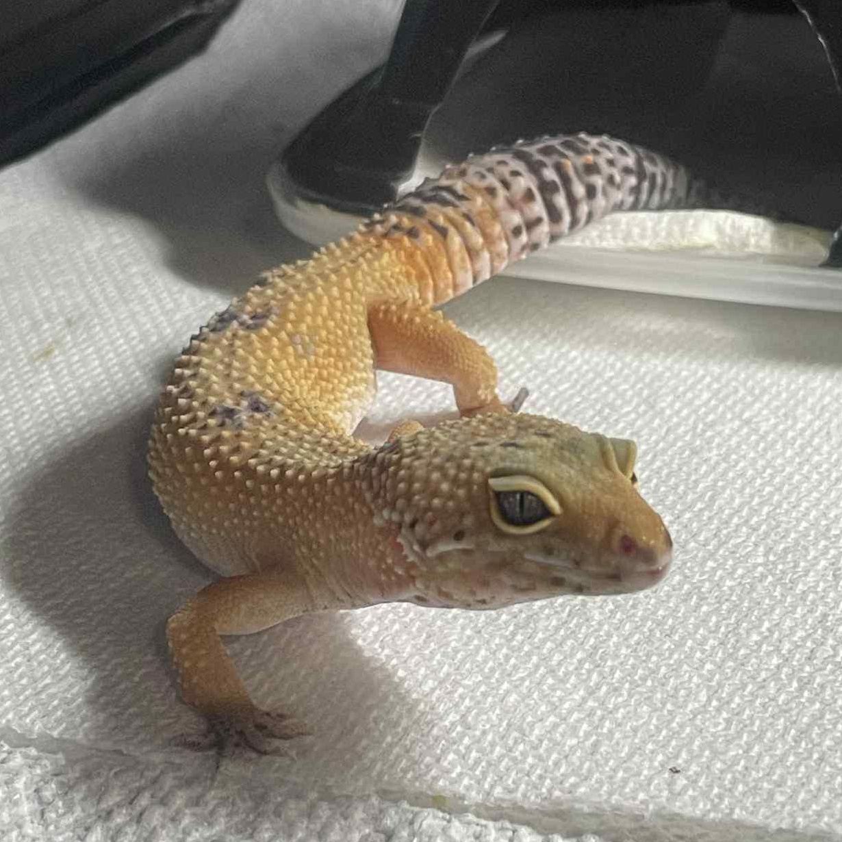 Enlarge Pipit, an adopted Gecko in Durham, NC image 2/2