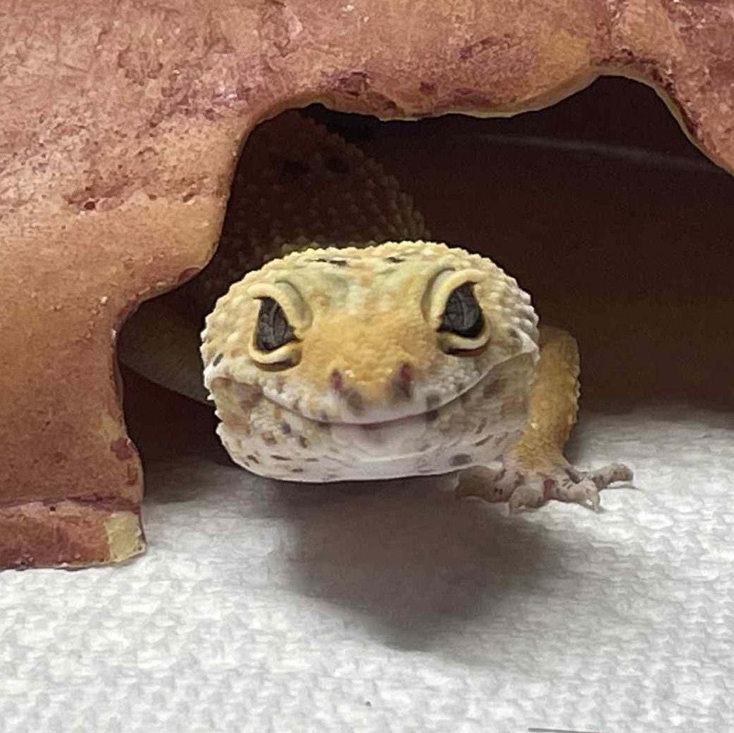 Enlarge Pipit, an adopted Gecko in Durham, NC image 1/2