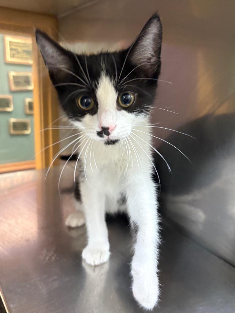 Enlarge Starch, a Adoptable mixed breed in Little Rock, AR image 1/1