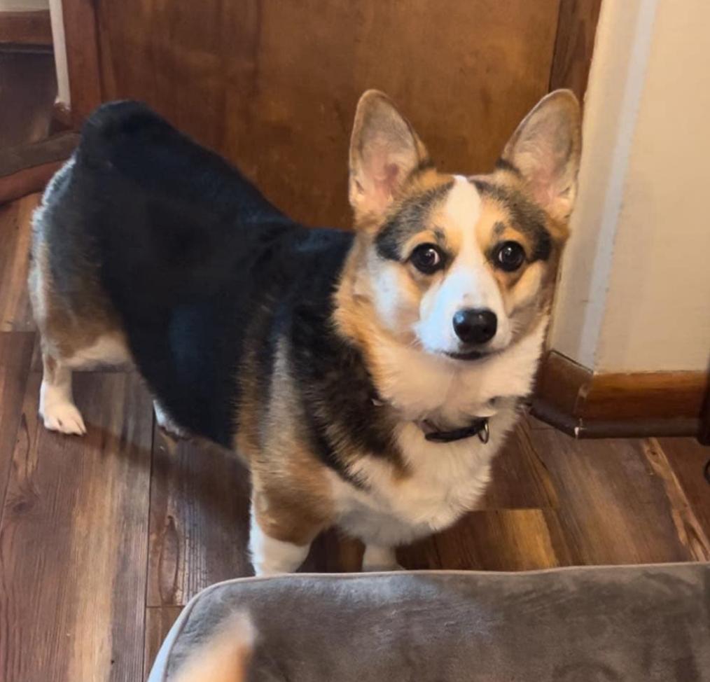 Enlarge Penny, a Adoptable Pembroke Welsh Corgi in Saratoga Springs, NY image 1/5