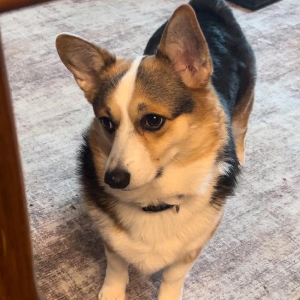 Enlarge Penny, a Adoptable Pembroke Welsh Corgi in Saratoga Springs, NY image 2/5