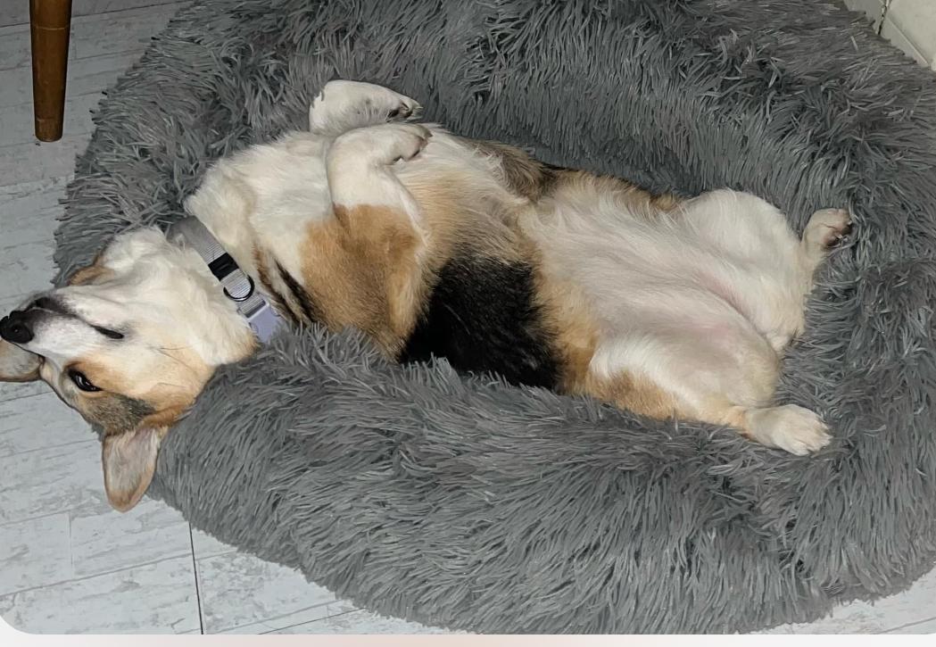 Enlarge Penny, a Adoptable Pembroke Welsh Corgi in Saratoga Springs, NY image 3/5