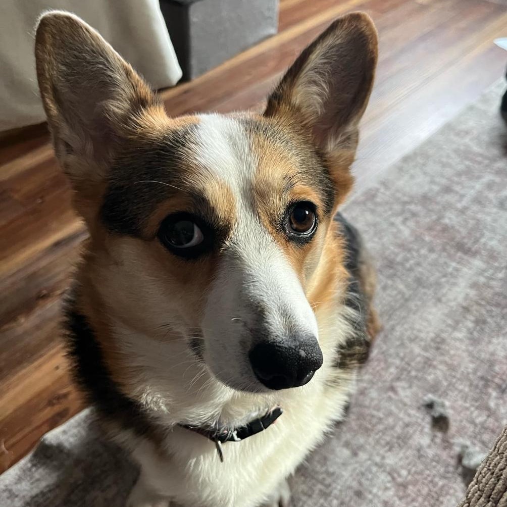 Enlarge Penny, a Adoptable Pembroke Welsh Corgi in Saratoga Springs, NY image 4/5