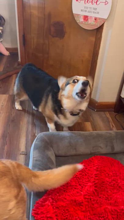 Enlarge Penny, a Adoptable Pembroke Welsh Corgi in Saratoga Springs, NY video 5/5